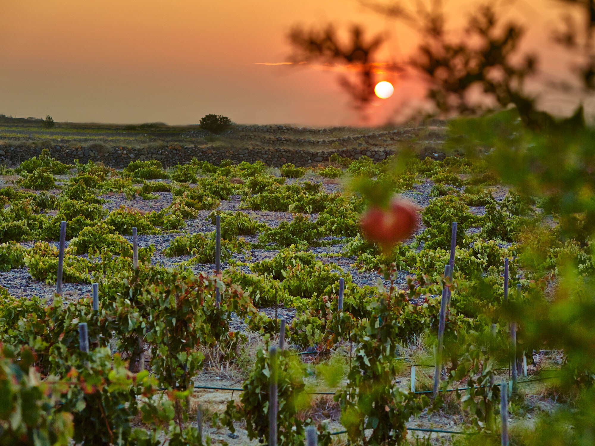 Domaine Sigalas