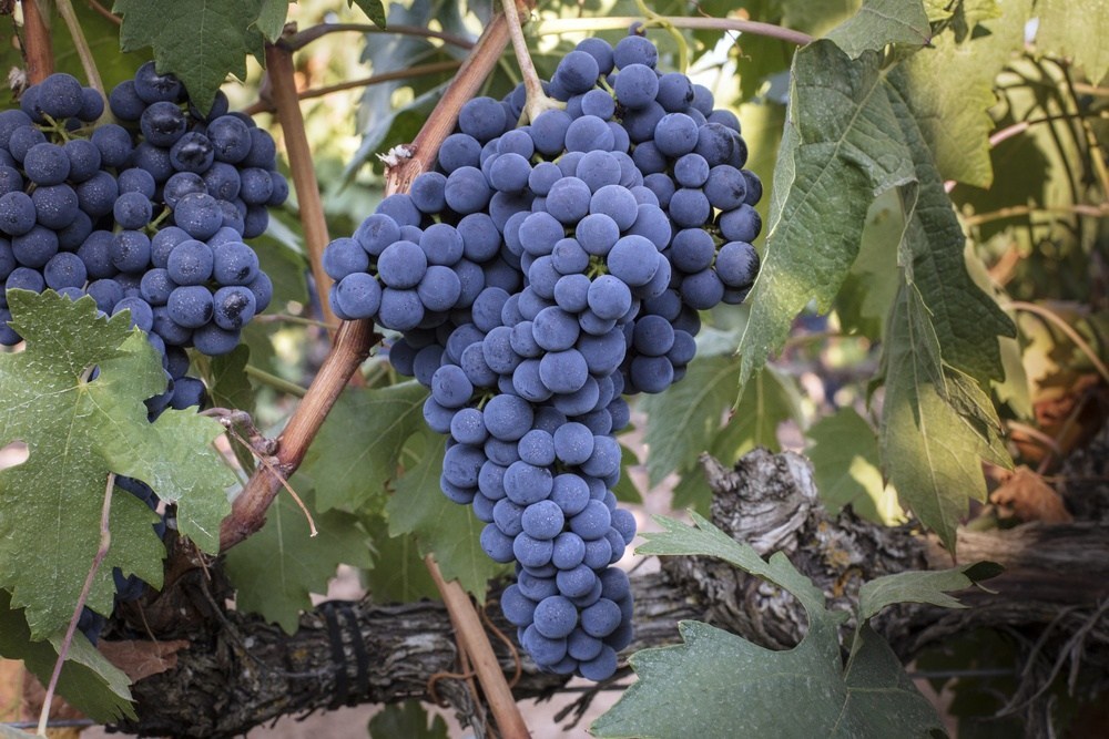 Tempranillo-grapes