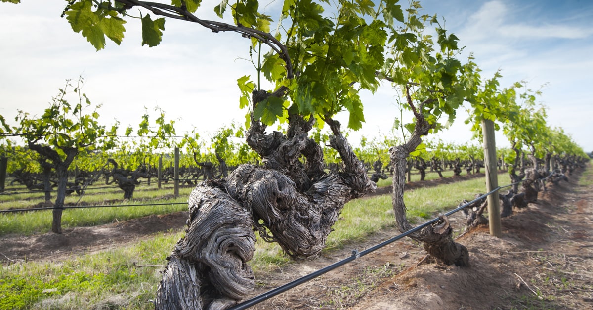 Old vineyards shop