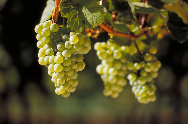 Riesling Grape