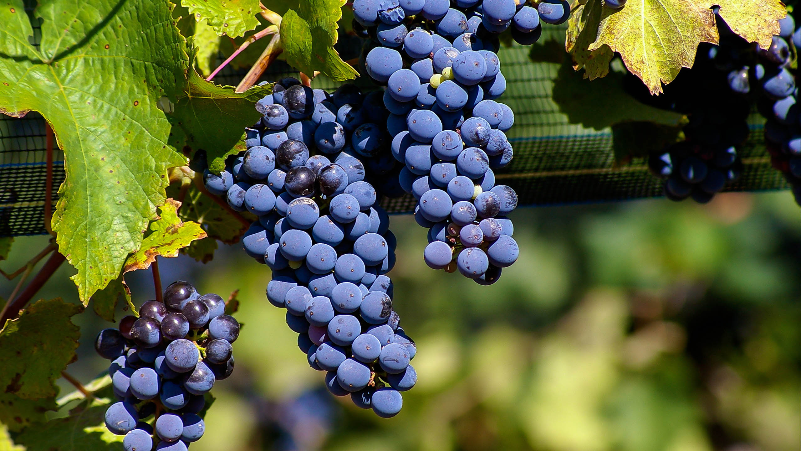 Malbec Grapes