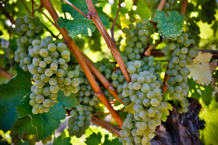 Organic ripe Sauvignon Blanc grapes on the vine ready for harvest during autumn in the Okanagan Valley, British Columbia, Canada.