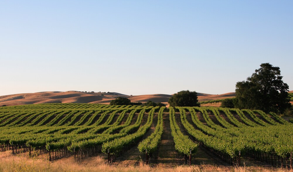 Good patterns in the vines. Taken in the central coast of California.